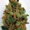 Buy Blue Magoo Marijuana Online