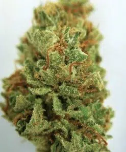 Dirty Girl Marijuana Weed