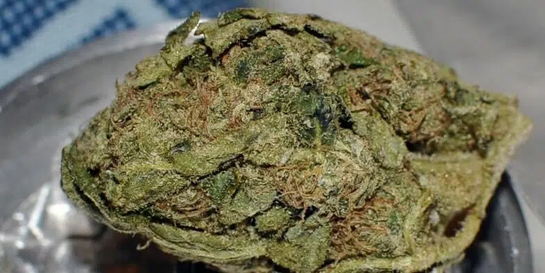 Buy sativa strain weed online