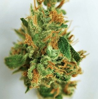 Buy Atomic Jack Marijuana weed online - Buy Marijuana And Weed