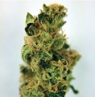 Durban Poison Marijuana