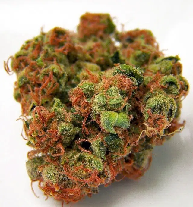 Buy Panama Red Marijuana