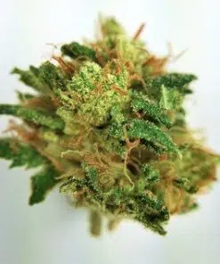 Buy hybrid strain weed