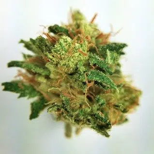 Buy hybrid strain weed